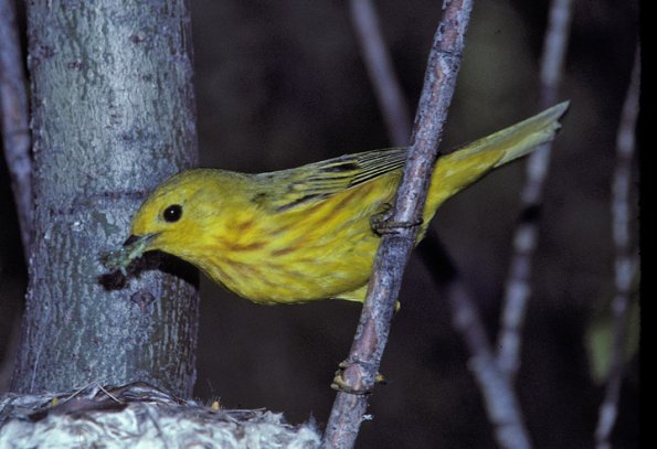 yellow-warbler-male-from-book