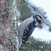 Downy-Woodpecker-March-14-2015-Juneau-2