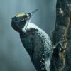 black-backed-woodpecker-male