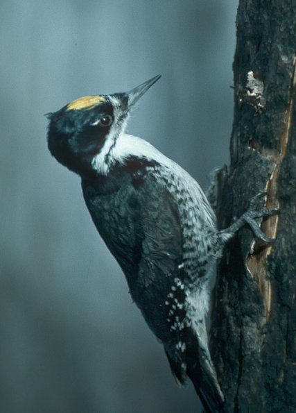 black-backed-woodpecker-male