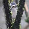 downy-woodpecker-eyes