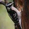 downy-woodpecker-female