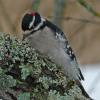 downy-woodpecker-male-probing-in-lichens