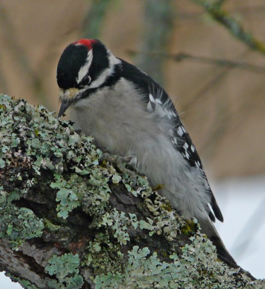 downy-woodpecker-male-probing-in-lichens