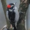 downy-woodpecker-male-showing-red-cap
