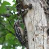 hairy-woodpecker-feeding-young-at-nest