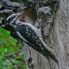 hairy-woodpecker-female-at-nest-with-food