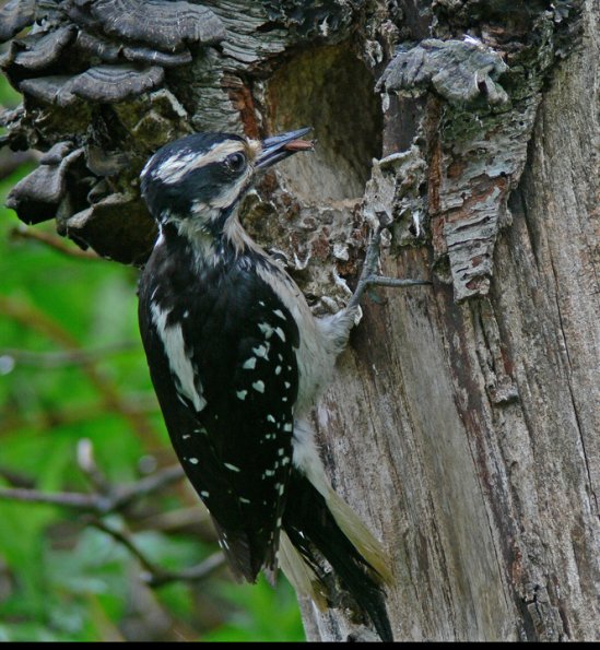 hairy-woodpecker-female-at-nest