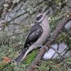 hairy-woodpecker-juvenile-i-think-