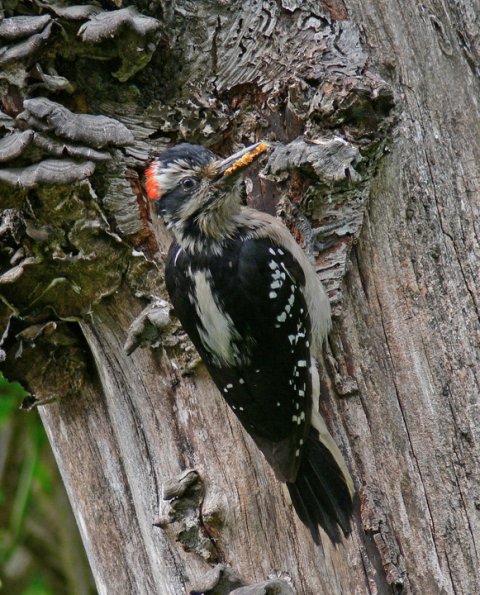 hairy-woodpecker-male-at-nest-with-food