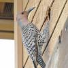 northern-flicker-adult-female-at-nest