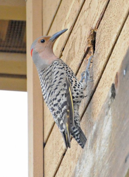 northern-flicker-adult-female-at-nest