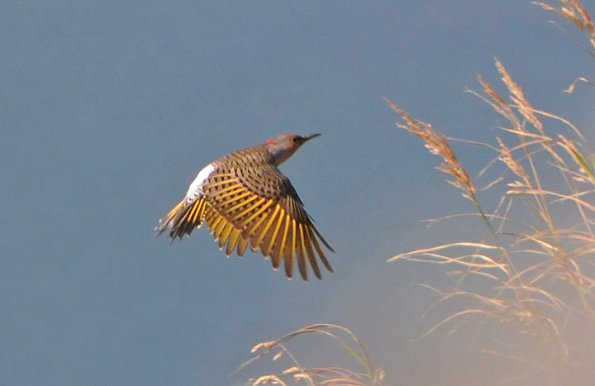northern-flicker-adult-in-flight