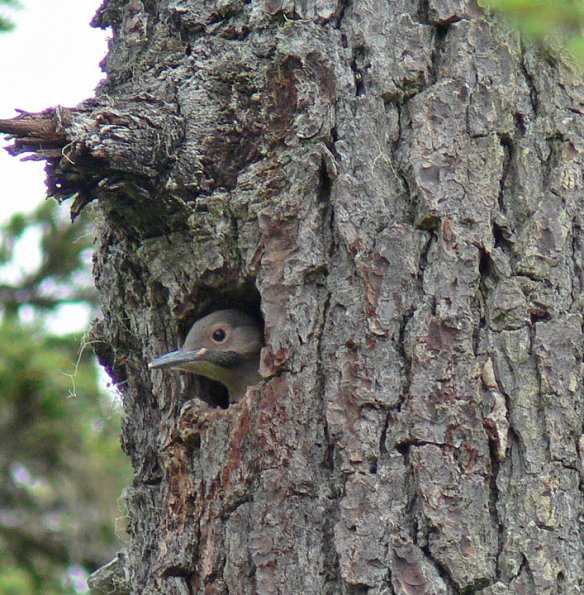 northern-flicker-adult-in-nest