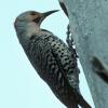 northern-flicker-male