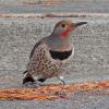 northern-flicker-red-shafted-male