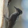 northern-three-toed-woodpecker-male-at-nest-in-juneau