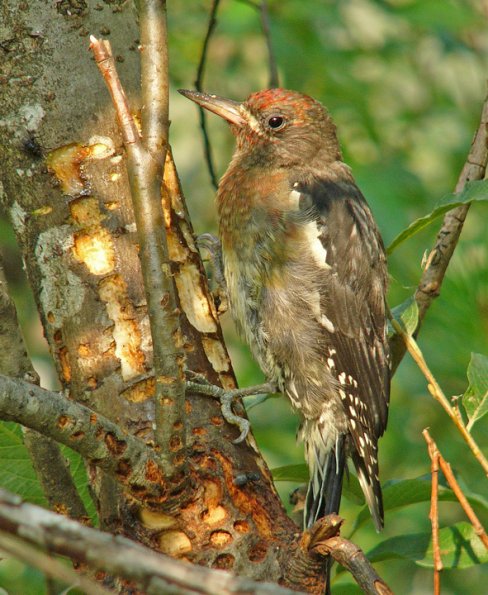 red-breasted-sapsucker-juvenile-1