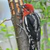 red-breasted-sapsucker-licking-sap