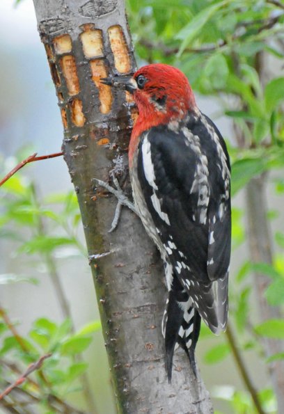 red-breasted-sapsucker-licking-sap