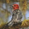 red-breasted-sapsucker-portrait