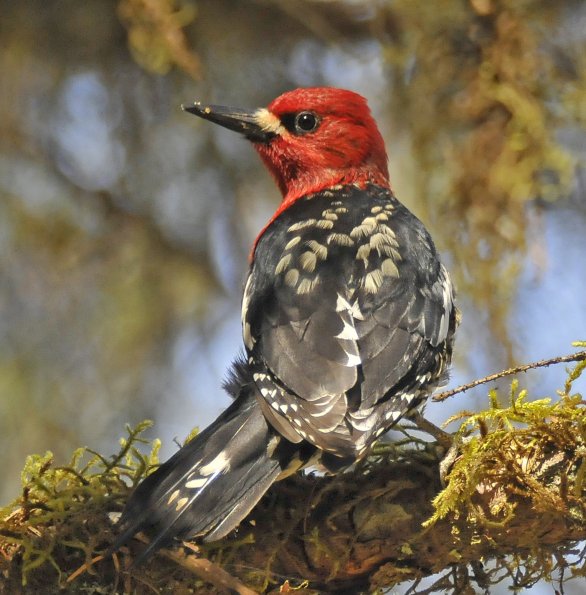 red-breasted-sapsucker-portrait