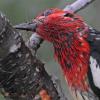 red-breasted-sapsucker-with-crane-fly-in-mouth