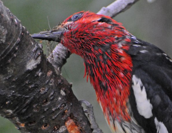 red-breasted-sapsucker-with-crane-fly-in-mouth