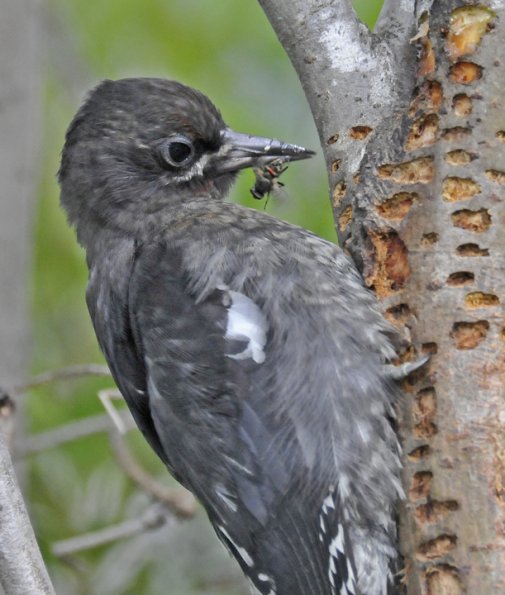 red-breasted-sapsucker-with-prey