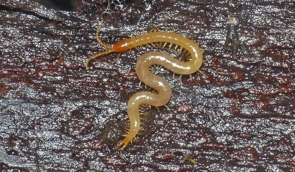 centipede-2_1475004009