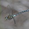 Darner-Dragonfly-in-flight