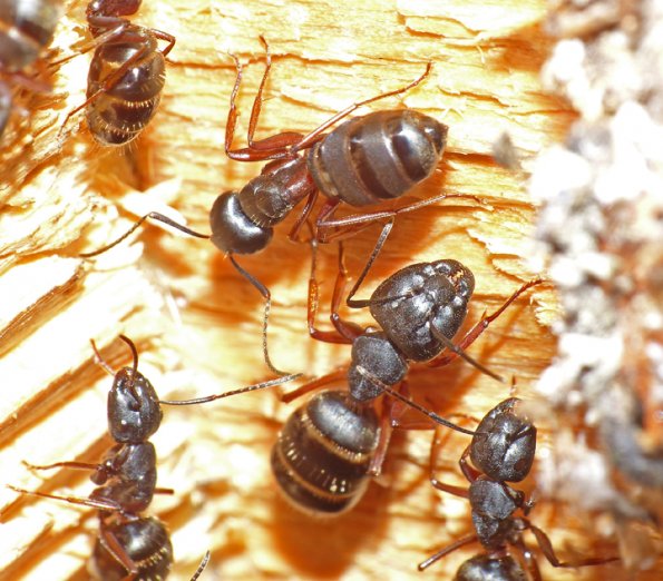 carpenter-ants-fairbanks