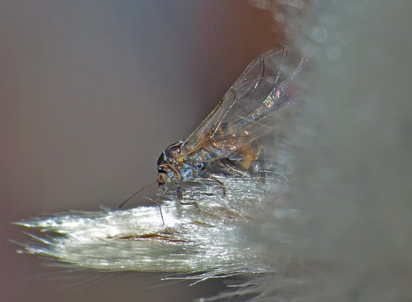 aphid-adult-2-on-willow-catkin