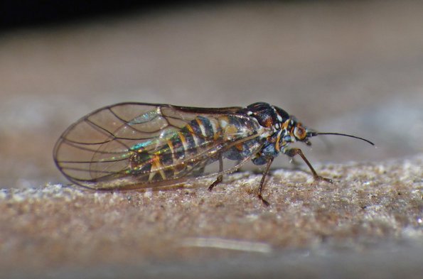aphid-on-March-16-2015-Juneau