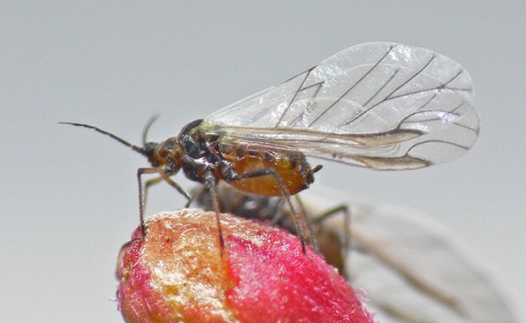 aphid-with-wings-on-fireweed-juneau