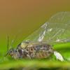 aphid-with-young