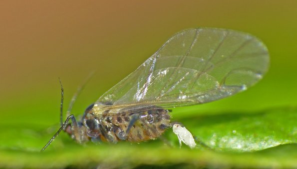aphid-with-young