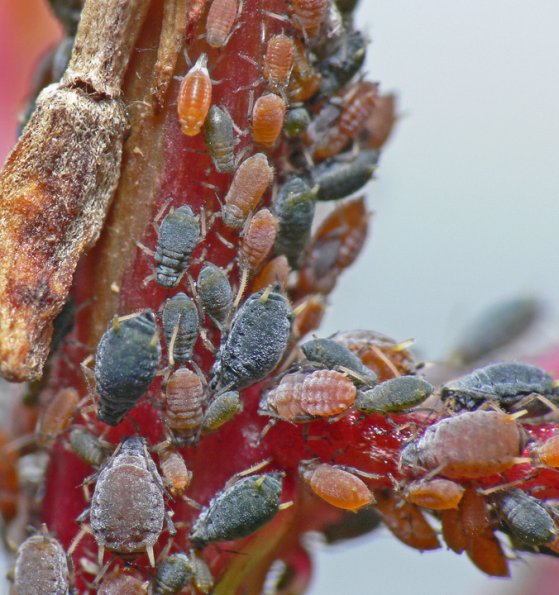 aphids-on-fireweed-juneau