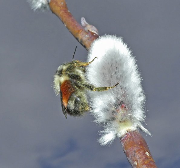 Queen-Bumblebee-on-April-16