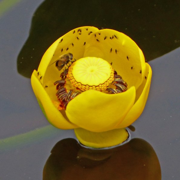 bumblebee-and-flies-on-yellow-pond-lily