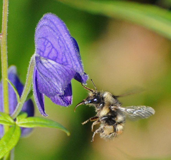 bumblebee-approaching-monkshood_1316801559