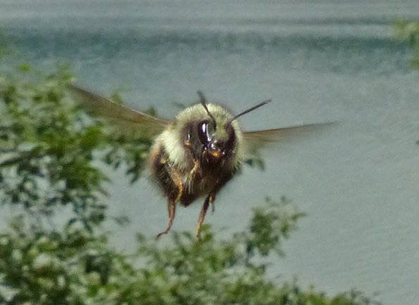 bumblebee-in-flight