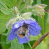 bumblebee-in-northern-geranium-alpine-juneau