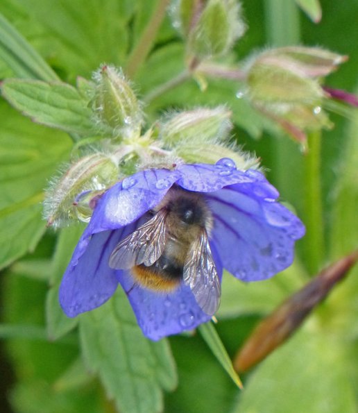 bumblebee-in-northern-geranium-alpine-juneau