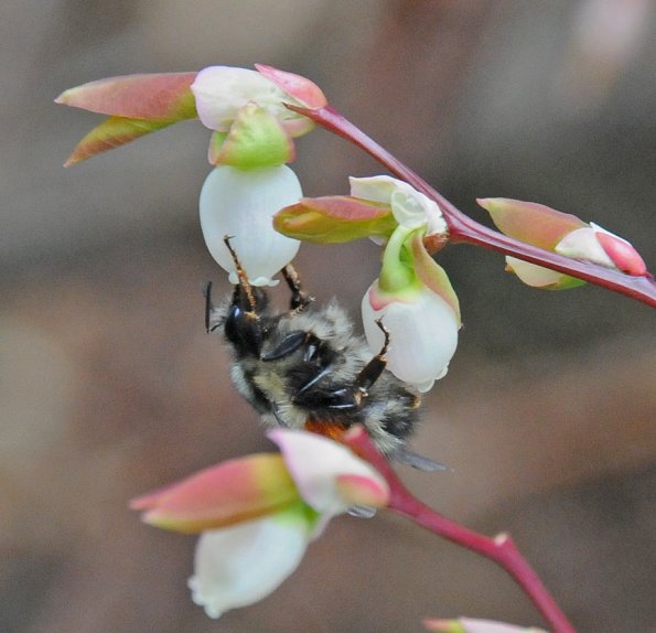 bumblebee-on-blueberry-blossom
