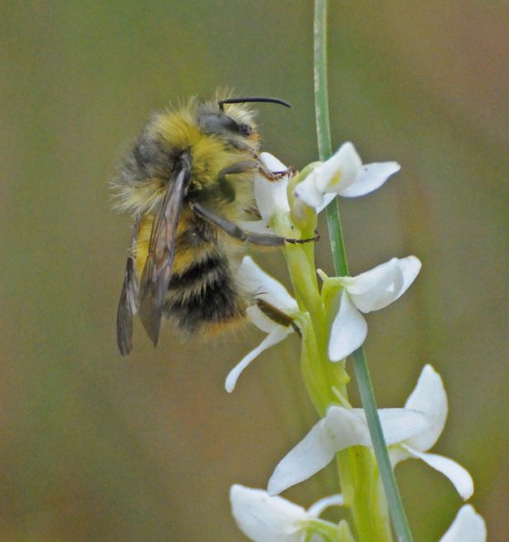 bumblebee-on-bog-orchid-in-juneau