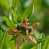 bumblebee-on-copper-bush-flower