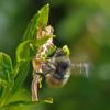 bumblebee-on-copper-bush-flower_1407098841