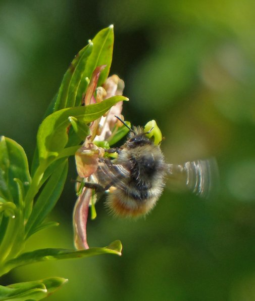 bumblebee-on-copper-bush-flower_1407098841