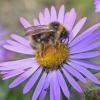 bumblebee-on-daisy-in-juneau